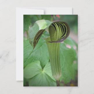 Jack-in-the-Pulpit-vykort Vykort