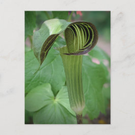 Jack-in-the-Pulpit-vykort Vykort