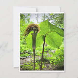 Jack-in-the-Pulpit-vykort Vykort