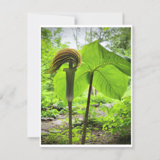 Jack-in-the-Pulpit-vykort Vykort