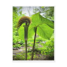 Jack-in-the-Pulpit-vykort