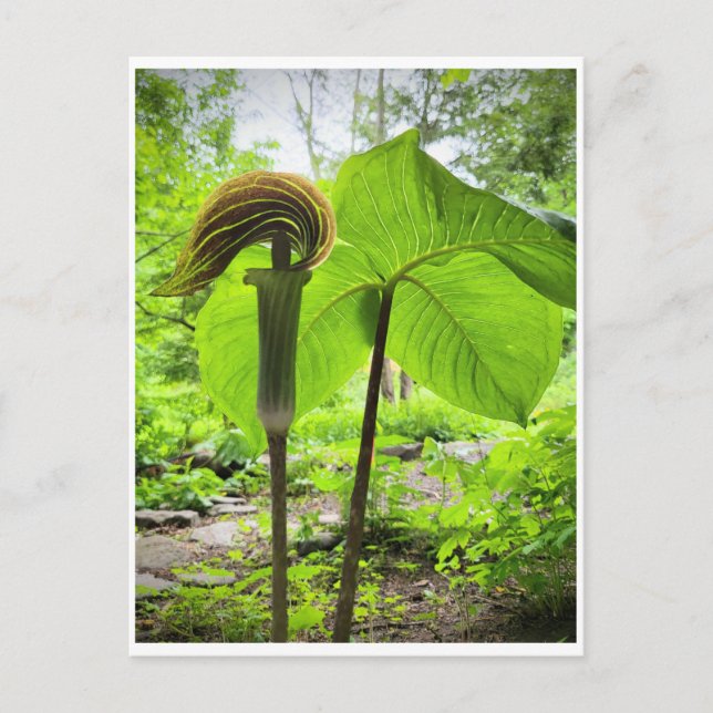 Jack-in-the-Pulpit-vykort Vykort (Framsida)