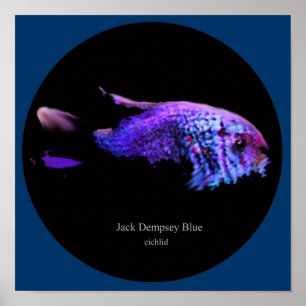 Jack, kallblått poster