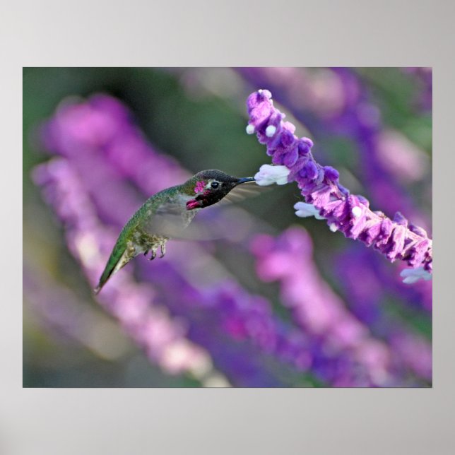 Jack London Male Anna's Hummingbird Print Poster (Framsidan)
