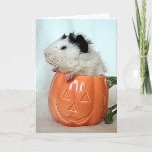 Jack-O-Lantern Guinea Gris Kort