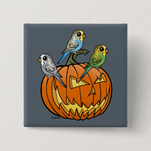 Jack O'Budgies Knapp