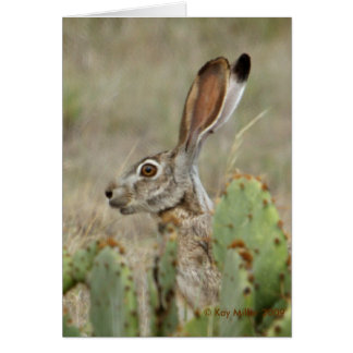 Jack Rabbit - Cactus - 2 - 2009 Hälsningskort