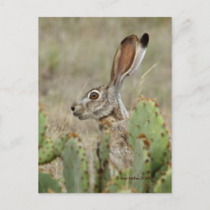 Jack Rabbit - Cactus - 2 - 2009 Vykort