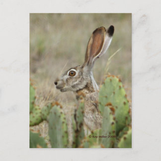 Jack Rabbit - Cactus - 2 - 2009 Vykort