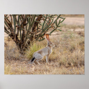 Jack Rabbit Cactus Santa Fe New mexico Poster