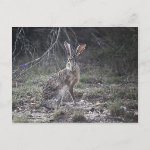 Jack Rabbit Vykort