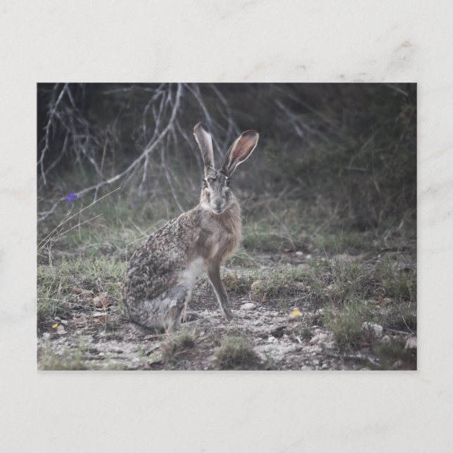 Jack Rabbit Vykort (Framsida)