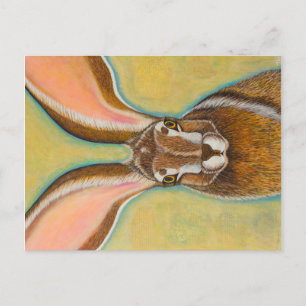 Jack Rabbit Vykort