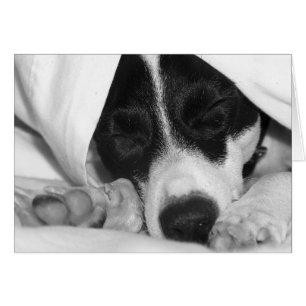 Jack Russel/Råtta skräckblandning i täcken Hälsningskort