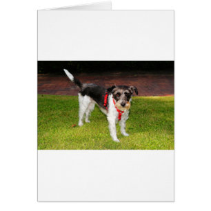 jack Russel-skräcken Hälsningskort