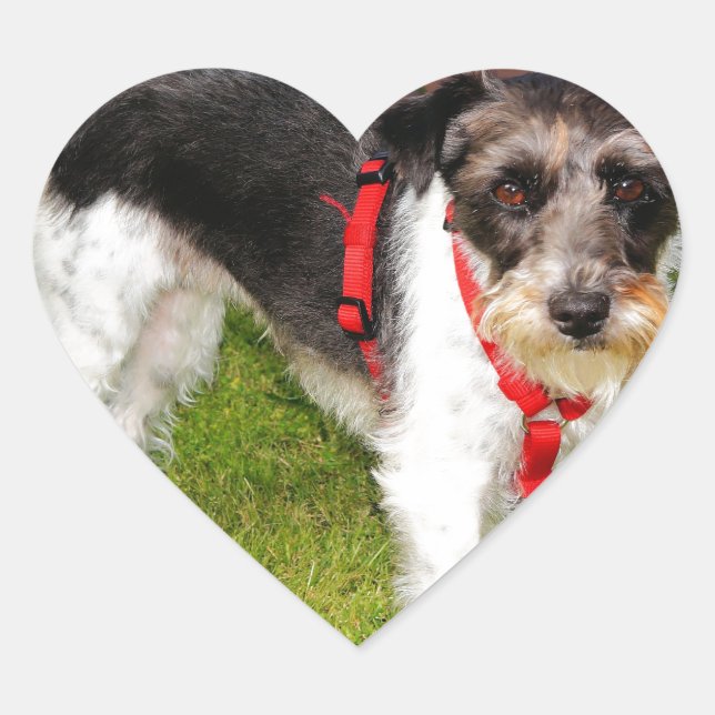 jack Russel-skräcken Hjärtformat Klistermärke (Framsida)