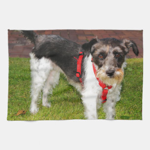 jack Russel-skräcken Kökshandduk