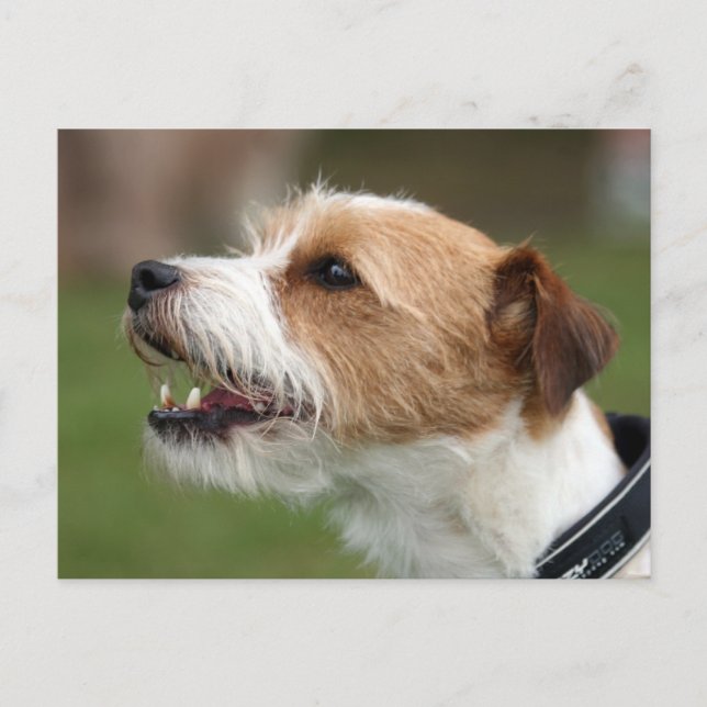 jack Russel-skräcken Vykort (Framsida)