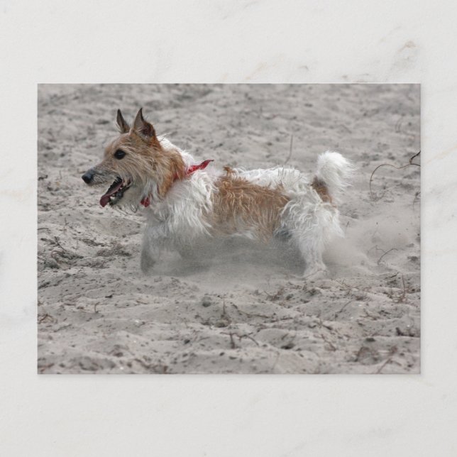 jack Russel-skräcken Vykort (Framsida)