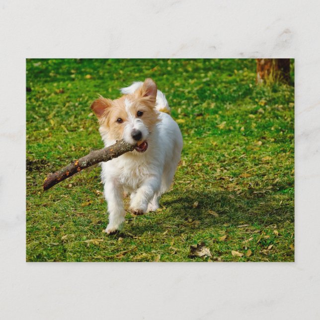 Jack Russel Terrier hund med stickfoto Vykort (Framsida)