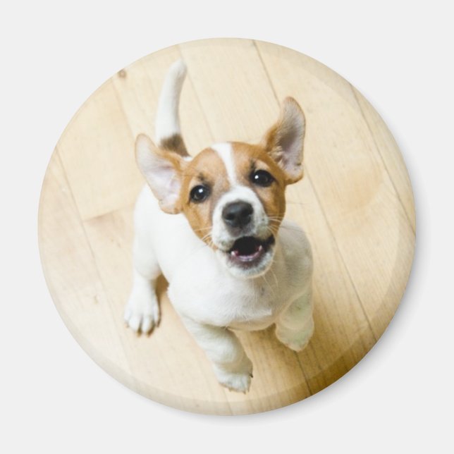 Jack Russel Terrier-kylmagnet Magnet (Framsidan)