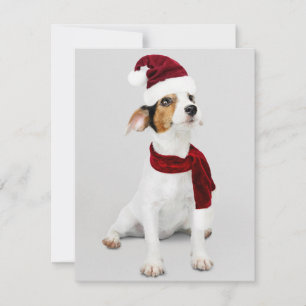 Jack Russel-valp som bär tomtehatt Julkort