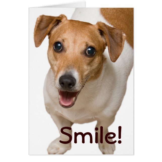 Jack Russell Greeting Card Hälsningskort (Framsidan)