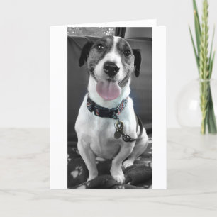 Jack Russell Helgkort