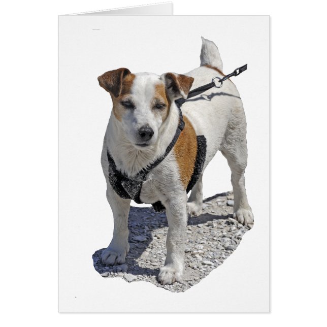 Jack Russell Hund Hälsningskort (Framsidan)
