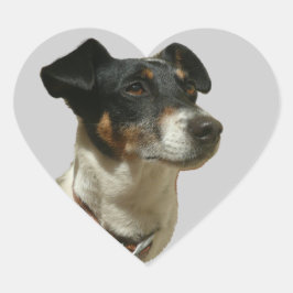 Jack Russell Hund hjärtdekal Hjärtformat Klistermärke