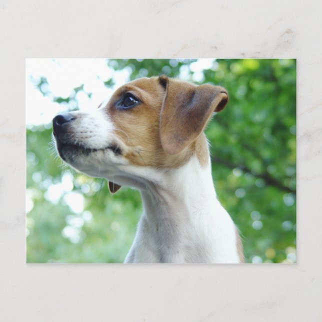 Jack Russell Hund Postcard Vykort (Framsida)