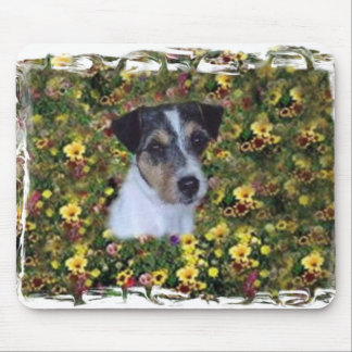 JACK RUSSELL I BLOMMORNA MUSMATTA
