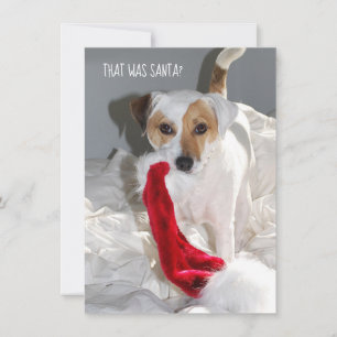 Jack Russell-julkort