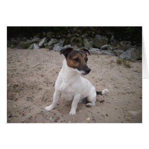 Jack Russell klein Hund Hälsningskort