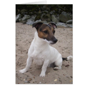 Jack Russell klein Hund Hälsningskort