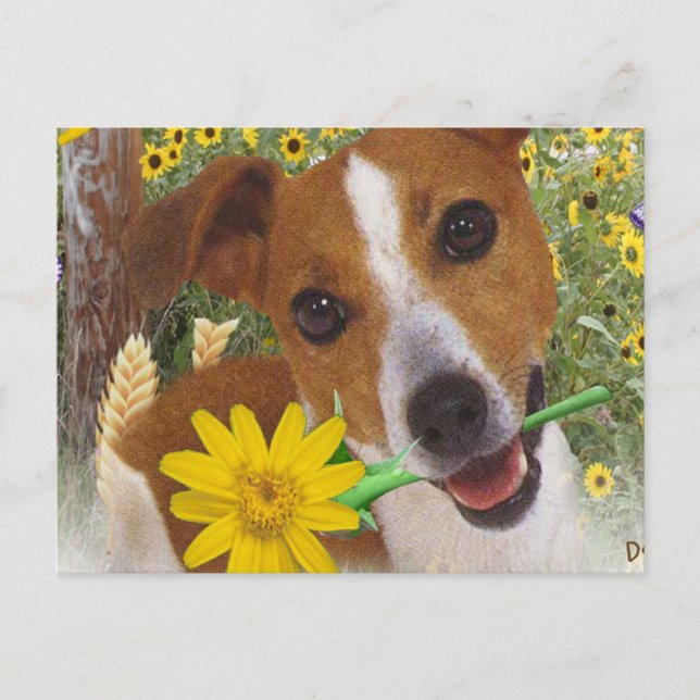 Jack Russell Momma's Boy Vykort (Framsida)
