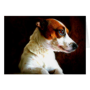 Jack Russell porträtt OBS Kort