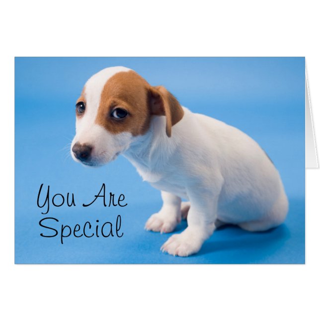 Jack Russell Puppy Hälsningskort (Framsidan Horizontal)