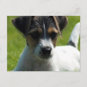 Jack Russell Puppy Postcard Vykort