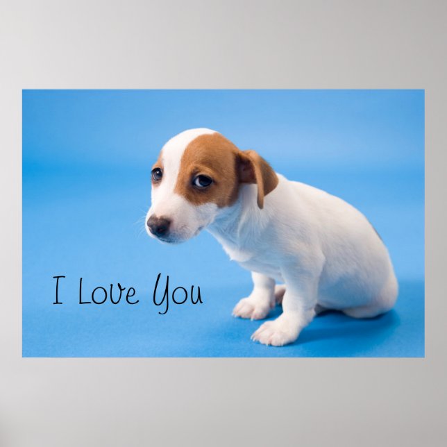 Jack Russell Puppy Poster (Framsidan)