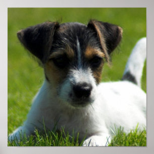 Jack Russell Puppy Poster Skriv ut