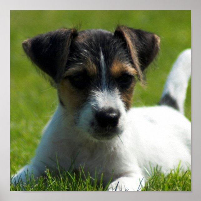 Jack Russell Puppy Poster Skriv ut (Framsidan)