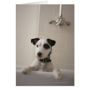 Jack Russell skräckare. Hälsningskort