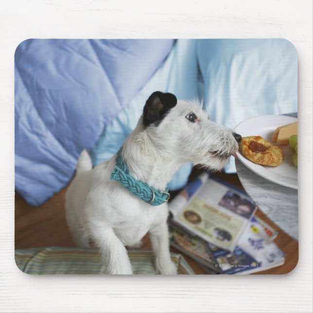 Jack Russell skräckare. Musmatta (Framsidan)