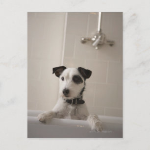 Jack Russell skräckare. Vykort