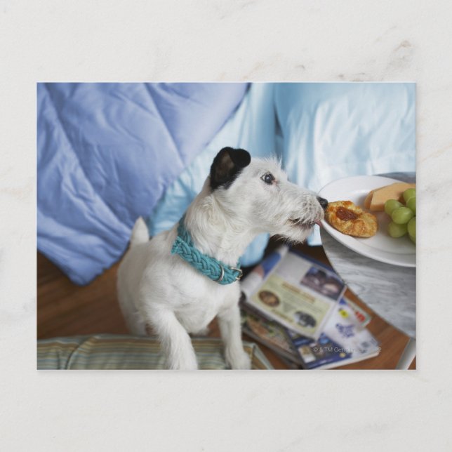 Jack Russell skräckare. Vykort (Framsida)