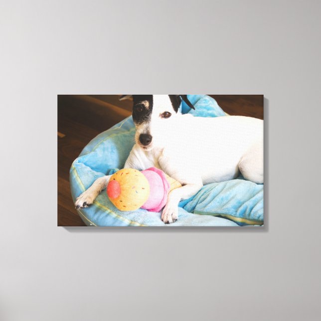 Jack Russell-skräcken ljuger ner Canvastryck (Framsida)
