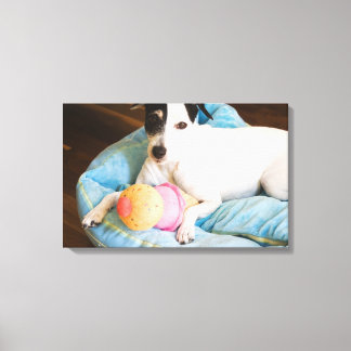Jack Russell-skräcken ljuger ner Canvastryck