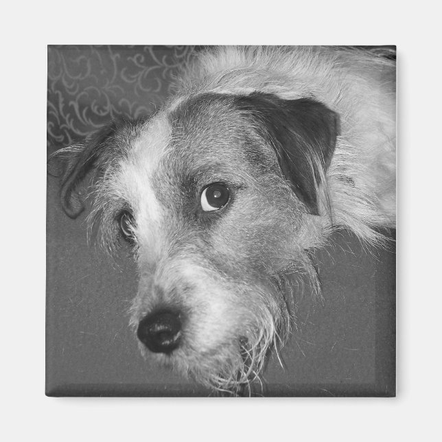 Jack Russell skräcker Magnet (Framsidan)