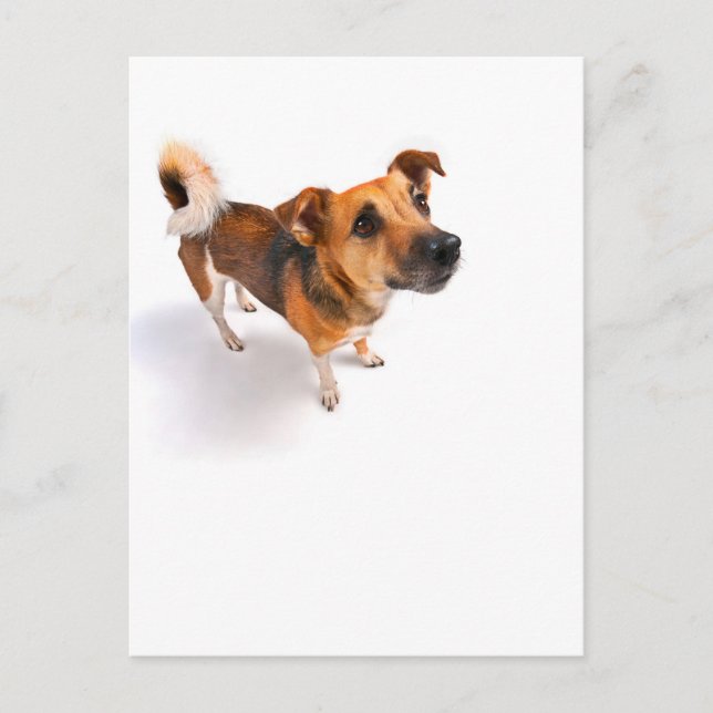 Jack Russell skräcker Vykort (Framsida)
